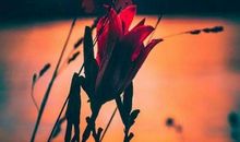 感觉无助心痛心累的句子