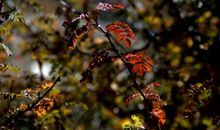 秋天的心情说说