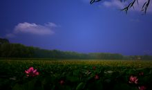 关于荷塘月色的优美句子