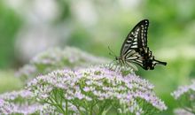 挺开心的句子说说心情 今天心情美美的句子