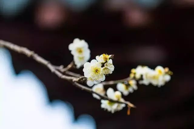 描写梅花的诗句 最经典的梅花诗 1