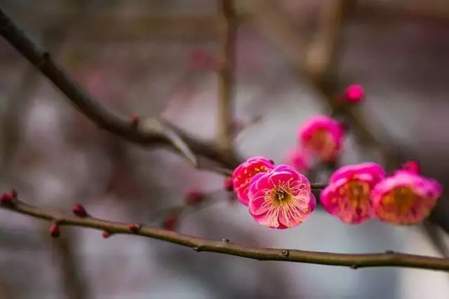 描写梅花的诗句 最经典的梅花诗 2