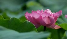 描写荷花的诗句 赞美荷花的诗句