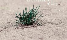 岁月沧桑的句子