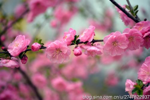 形容桃花的句子