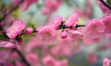 描写桃花的句子