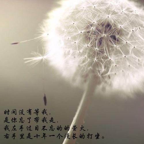 赞美春天的花朵