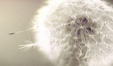 赞美春花的诗句