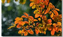 问候短信发给客户