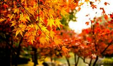 描写枫叶的诗句