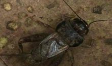 老虎捉蟋蟀歇后语