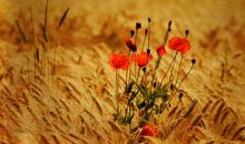 描写秋天的诗句35句