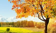 描写秋天的诗句