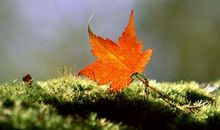 描写秋天的诗句60句