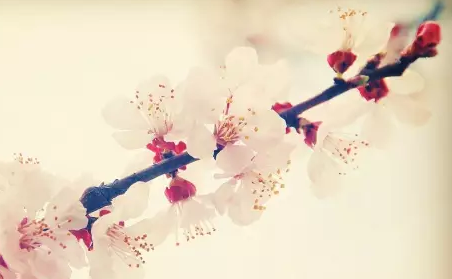 40.相思树一夜之间开花梅花，突然来到窗前怀疑他是国王。 ____卢彤，“尤斯”