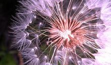 亲情有苦说不出的句子