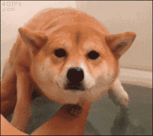 狗长角过敏