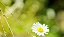 亲情凉我心的句子