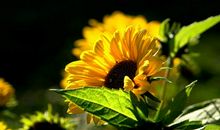 积极正能量的句子