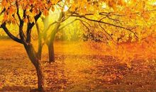 秋天景色的句子