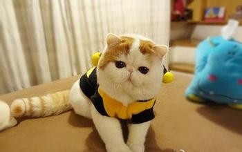 加菲猫怎么说