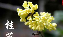描写桂花的诗词和句子