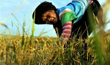 关于农夫的名言