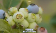 情侣低调撒狗粮的句子 甜蜜的官宣秀恩爱说说