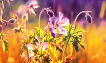 别给亲情留遗憾的句子