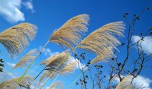 描写秋风的句子20句