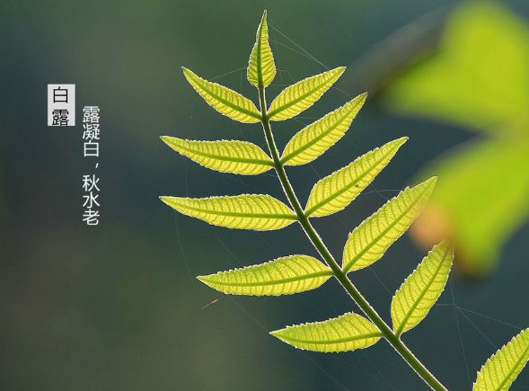 白鹿的祝福