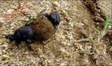 屎壳郎搬家歇后语