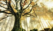 优雅唯美的句子