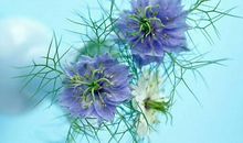 关于亲情的富有诗意的句子