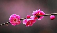 关于梅花的诗句