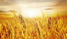 描写丰收的句子