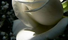 亲情让人感动的句子