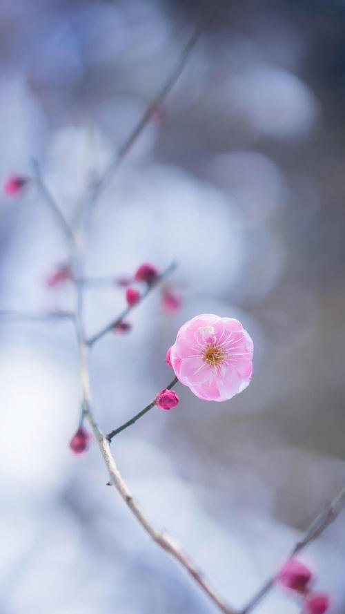 12.如果您有儿子，请不要快乐，没有儿子时，请不要叹气。