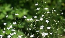 希望朋友开心的句子