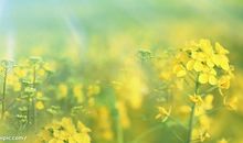 怀孕后的开心句子