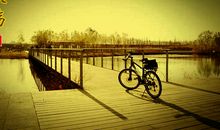 描写秋殇的句子