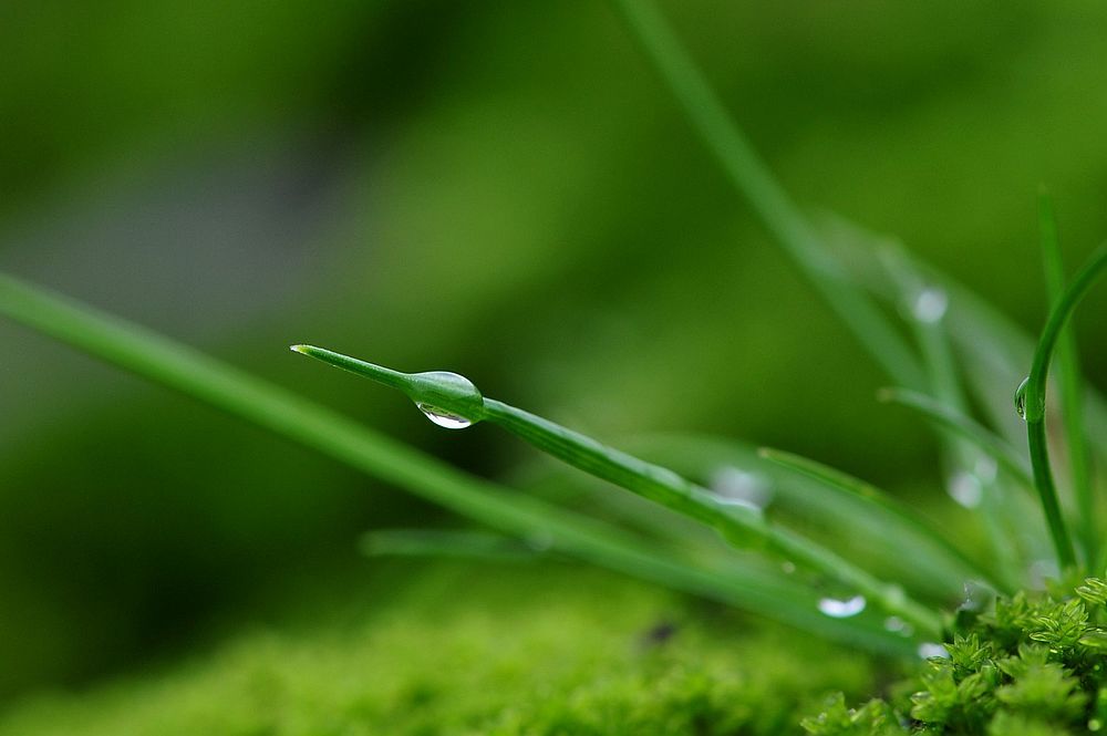 34.春雨像丝绸一样轻薄，像一种湿烟。它没有形状，也没有声音，可以柔软地滋润大地。