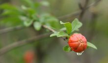 描写雨后焕然一新的句子50句