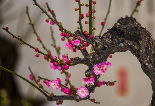 关于梅花的句子