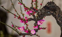 有关梅花的句子