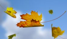 描写浅秋的句子