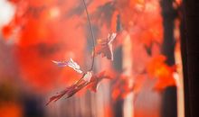 描写秋韵的句子