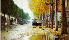 描写秋雨的句子50句