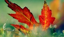 亲情的文言文句子