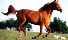 关于骏马的句子